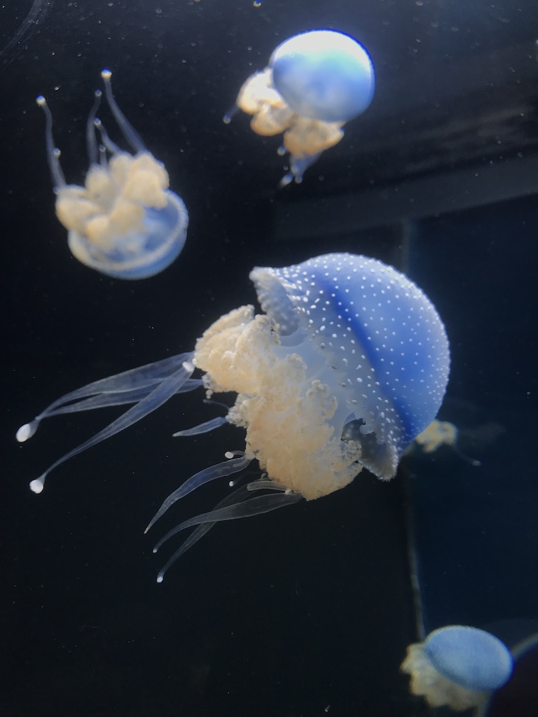 UNADJUSTEDNONRAW_thumb_1a453