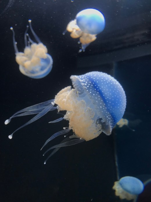 UNADJUSTEDNONRAW_thumb_1a453